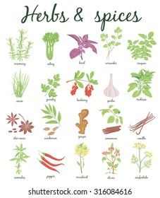 Herbs and Spices set. Vector hand drawn illustration. Collection with coriander, basil, celery, pepper, rosemary, parsley, oregano.