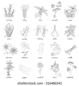 Herbs and Spices set. Vector hand drawn illustration. 