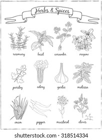 Herbs and Spices set. Vector hand drawn illustration. 