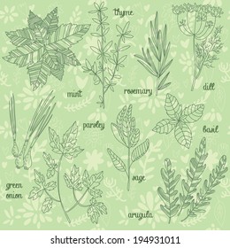 Herbs and spices set in vector.Mint,thyme,rosemary,dill,green onion,parsley,sage,arugula,basil. Herbs collection in cartoon style