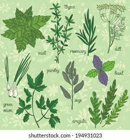Herbs and spices set in vector.Mint,thyme,rosemary,dill,green onion,parsley,sage,arugula,basil. Herbs collection in cartoon style