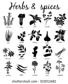 Herbs and Spices silhouette  set. Vector hand drawn illustration. Collection with coriander, basil, celery, pepper, rosemary, parsley, oregano.