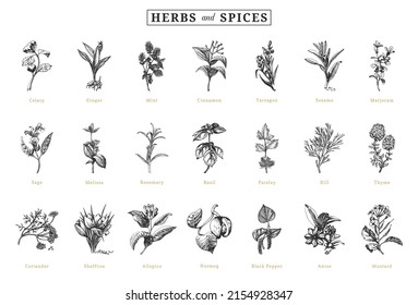 Herbs and spices, sketch set in vector, design elements. Collection of botanical drawings in engraving style. Officinalis and organic culinary plants, hand drawn illustrations.