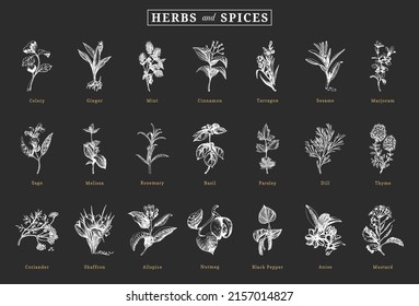 Herbs and spices, sketch set in vector, design elements. Collection of botanical drawings in engraving style. Seasonings and officinalis plants, hand drawn illustrations.