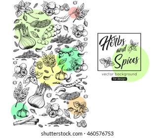 Herbs and spices template for medical brochures, cookbooks. Botanical illustration. Vector eps 10 format.