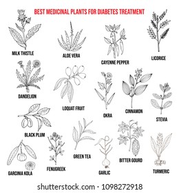 Herbs and spices that fight against diabetes. Hand drawn vector set of medicinal plants