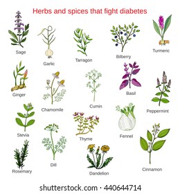 Herbs and spices that fight against diabetes. Vector illustration