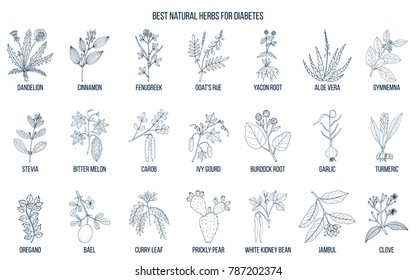 Herbs and spices that fight against diabetes. Hand drawn vector set of medicinal plants