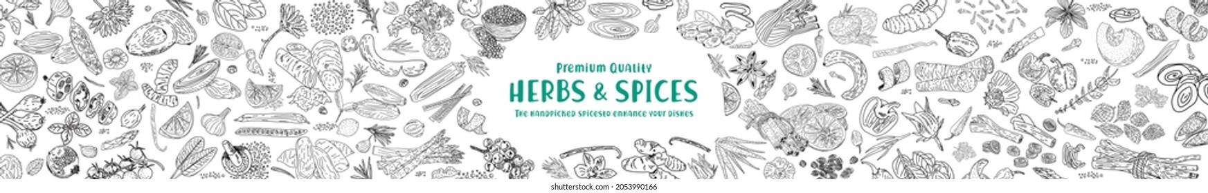 Herbs Spices vector hand drawn collection. Sketch kitchen herbs isolated.