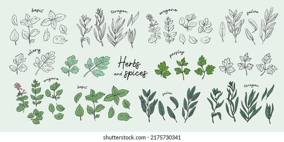 Ilustración vectorial de hierbas y especias. Albahaca dibujada a mano, orégano, taragón, ensalada, perejil, apio