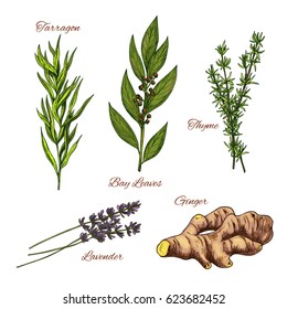 Herbs And Spices Vector Isolated Icons Set. Spicy Tarragon Plant, Bay Leaf Culinary Condiment, Thyme Dressing Grass, Aroma Lavender And Ginger Root For Cooking Ingredients Or Farmer Market Design
