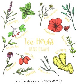 Herbs for tea hand drawn vector set, isolated sketched herbal illustrations.