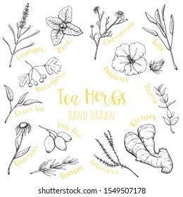 Herbs for tea hand drawn vector set, isolated sketched herbal illustrations.