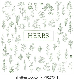 Herbs and twigs set. Vector illustration freehand drawing. pattern