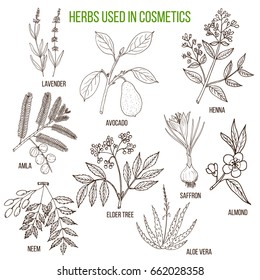 Herbs used in cosmetology. Hand drawn vector set of cosmetical plants