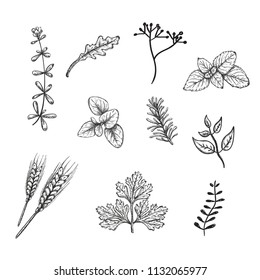 Herbs. Vector icons. Set.