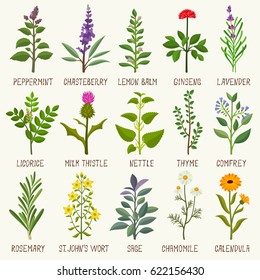 Herbs Vector Set Stock Vector (Royalty Free) 622156430 | Shutterstock