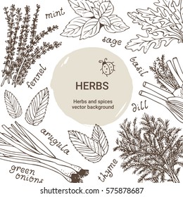 Herbs vector set, culinary herbs background: thyme, sage, dill, mint, basil, green onions, arugula, rosemary