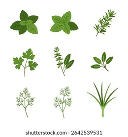 Herbs Vector Set with Mint, Rosemary, and Dill Isolated.