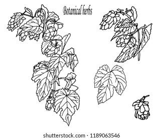 Herbs and wild floweres. Set of botany flowers. Hop