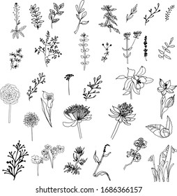 Herbs and wild floweres. Set of botany flowers