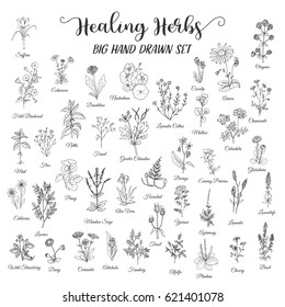 Herbs and Wild Flowers