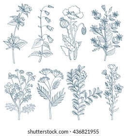 Herbs wild flowers botanical medicinal organic healing plants vector set in hand drawn style. Herb medicine plant and illustration of botanical plant for healing