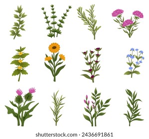Herbs and Wild Flowers. Botany. Medicinal plants and herbs hand drawing. Vector illustration in the style of engravings