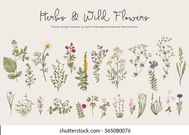 Herbs and Wild Flowers. Botany. Set. Vintage flowers. Colorful illustration in the style of engravings. - Shutterstock ID 365080076