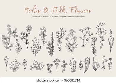 Herbs and Wild Flowers. Botany. Set. Vintage flowers. Black and white illustration in the style of engravings. - Shutterstock ID 365081714