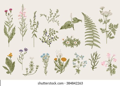 Herbs and Wild Flowers. Botany. Set. Vintage flowers. Colorful illustration in the style of engravings. - Shutterstock ID 384842263