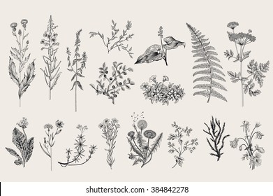 Herbs and Wild Flowers. Botany. Set. Vintage flowers. Black and white illustration in the style of engravings.