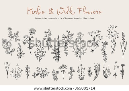 Herbs and Wild Flowers. Botany. Set. Vintage flowers. Black and white illustration in the style of engravings.