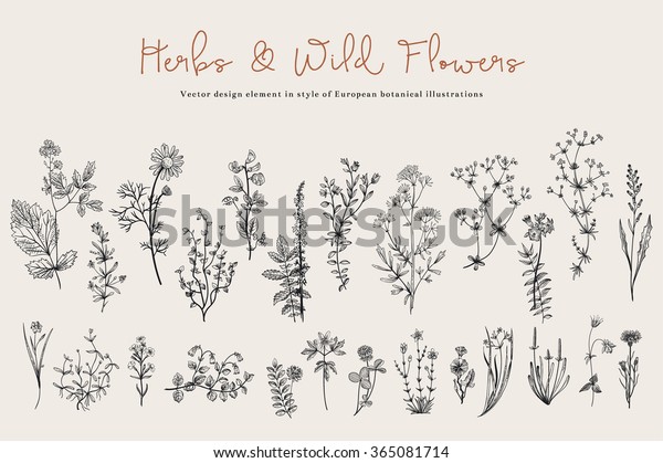 ハーブと野草 植物学 セット ビンテージフラワー 彫刻のスタイルの白黒イラスト のベクター画像素材 ロイヤリティフリー 365081714
