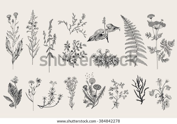 ハーブと野草 植物学 セット ビンテージフラワー 彫刻のスタイルの白黒イラスト のベクター画像素材 ロイヤリティフリー