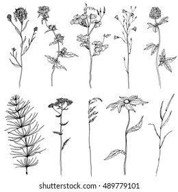 Herbs and Wild Flowers. Hand drawn herbal set. Black and white botany illustration. Engraving style
