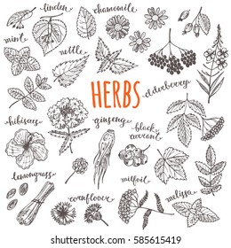 Herbs and wild flowers set. Hand drawn vector illustration. Chamomile, pepper mint, melissa, linden, elderberry, nettle, currant, ginseng, hibiscus, lemongrass, cornflower, rose hip and other.