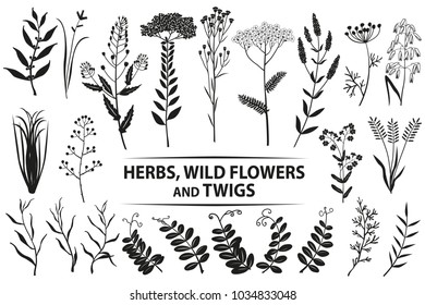 Herbs, wild flowers, twigs and leaves. Vector set.