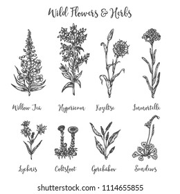 Herbs and Wild Flowers. Vector drawing set. Isolated meadow plants and leaves. Vintage flower. Floral illustration in engraved style Botanical sketch