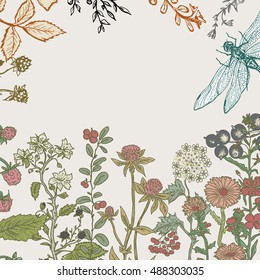 Herbs and wild flowers. Vector seamless floral border.  Herbs and wild flowers botanical Illustration engraving style. 