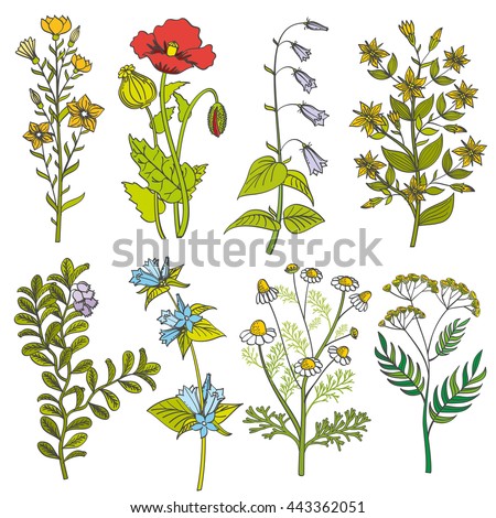 Similar – Image, Stock Photo Wild Flowers and Buds