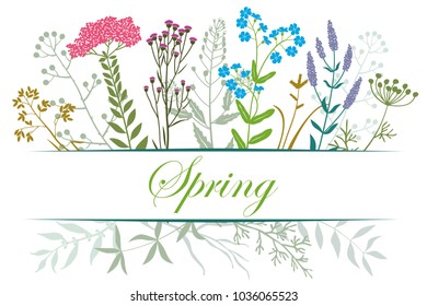 Herbs and wild flowers.Vector set for creating invitations, cards, banners.