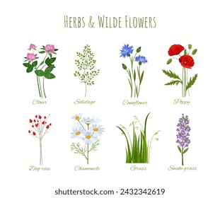 Herbs and wildflowers set. Poppy, chamomile, solidago and clover. Educational materials and infographics. Connflower and snake grass. Cartoon flat vector collection isolated on white background