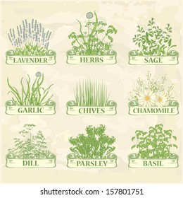 herbs,lavender,chamomile, chives, garlic, parsley, dill, sage and basil, herbal vintage background