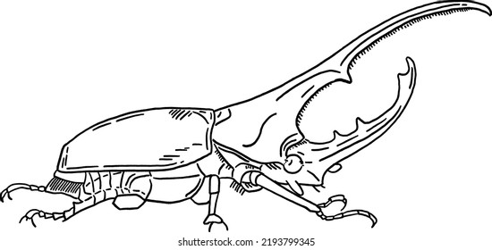 Hercules beetle Insect Hand drawn line art Illustration