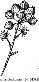 Hercules' Club Seeds vintage illustration. 
