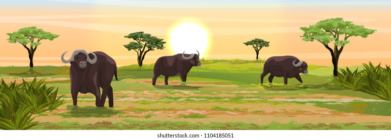 A herd of African black buffalo in the savannah. Grass and acacia trees. Realistic vector landscape. Nature and animals of Africa. Reserves and national parks.