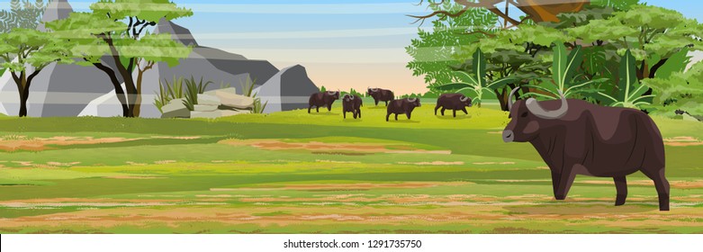 A herd of African black buffalo in the savannah. Arikansky bush. Jungle and mountains. Realistic vector landscape. Nature and animals of Africa