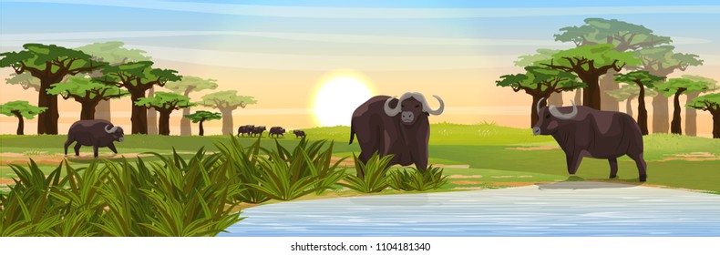 A herd of African black buffalo at the watering hole. Grass, a small lake, a baobab grove on the horizon. Realistic vector landscape. Nature and animals of Africa. Reserves and national parks.