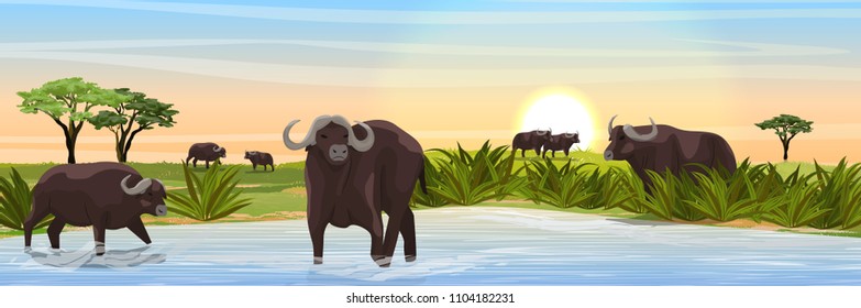 A Herd Of African Black Buffalo At The Watering Hole. Grass, A Large Lake, And African Acacia On The Horizon. Realistic Vector Landscape. Nature And Animals Of Africa. Reserves And National Parks.